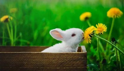 乐鱼彩票-体育课程多元化改革对学生学习成效的影响，体育多元化的好处